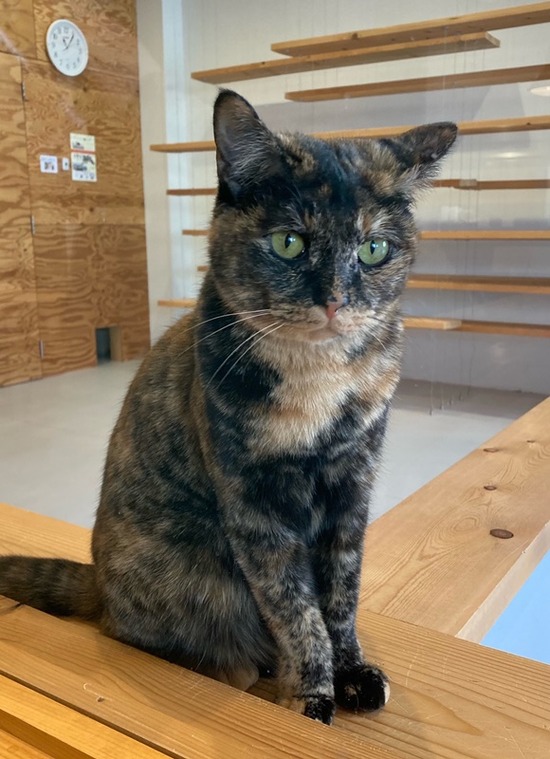 ブルーキャットカフェ2