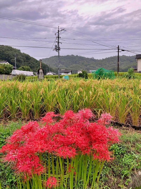 岡谷城と石川久式2