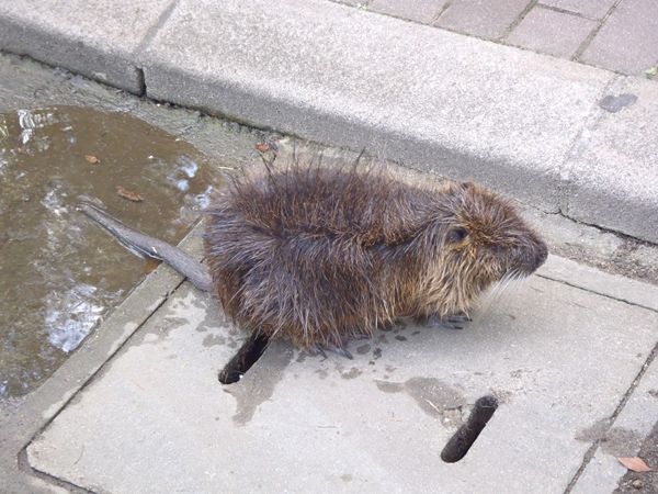 ヌートリア出現 大阪城の外来種 初秋大阪散歩5 Yamatetsu物語 ヌートリア出現 大阪城の外来種 初秋大阪散歩5 Yamatetsu物語