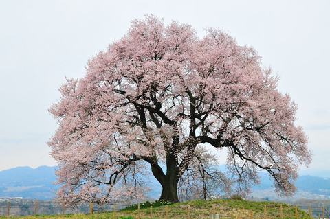 120420_王仁桜118