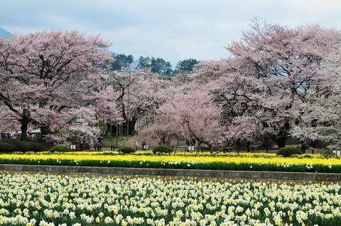 120420_神代桜019