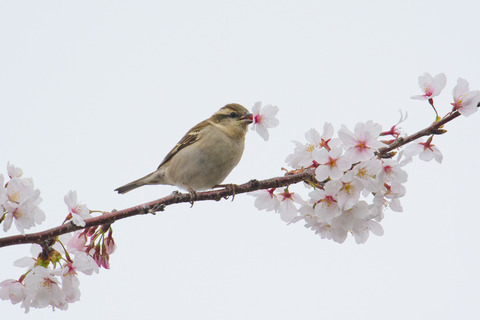 130330_桜ニュウナイスズメ198-L_01