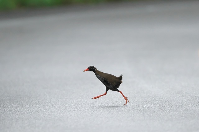 160425_ヤンバルクイナ010s