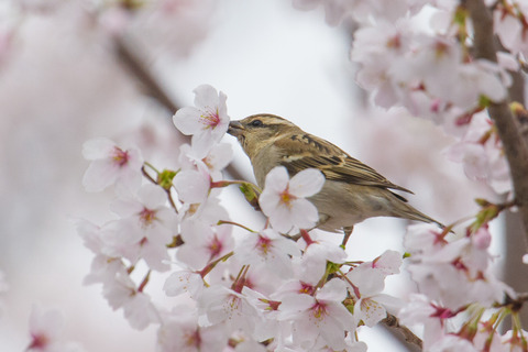 130330_桜ニュウナイスズメ278-L_01