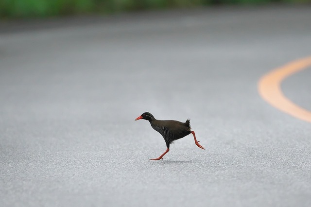 160425_ヤンバルクイナ009s