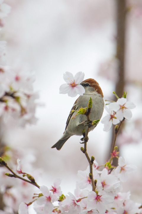 130330_桜ニュウナイスズメ268-L_01