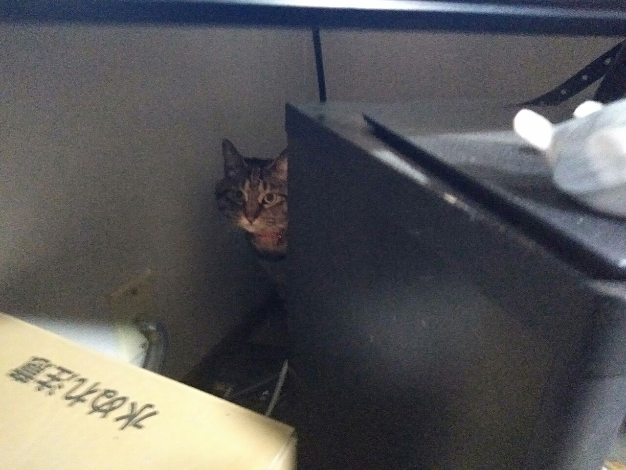 馬鹿な子程 可愛いと言うのは猫までだが とある分析屋の日々徒然