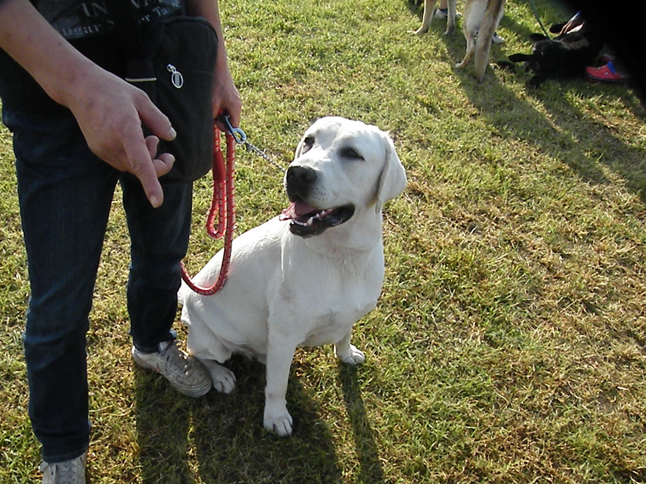Resultado de imagen para 犬 labrador