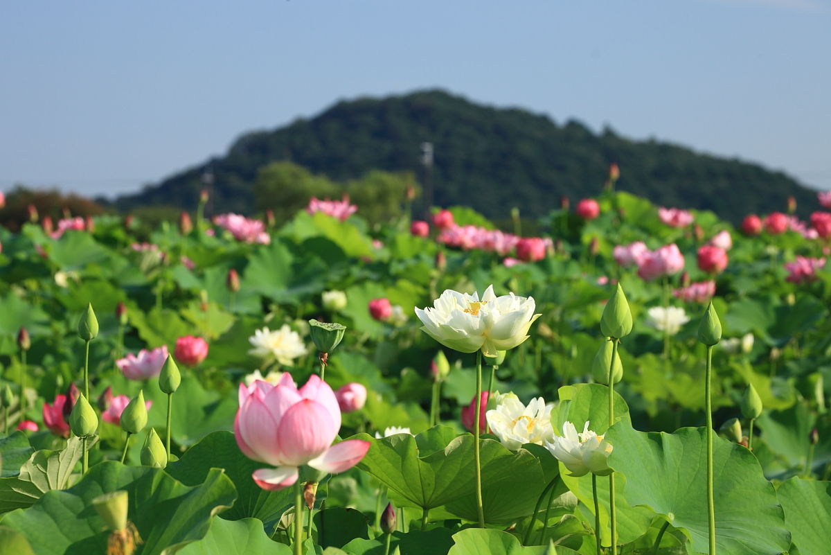 藤原京跡 蓮華 2016年7月29日 金 山とカメラと二人旅 藤原京跡 蓮華 2016年7月29日 金 山とカメラと二人旅