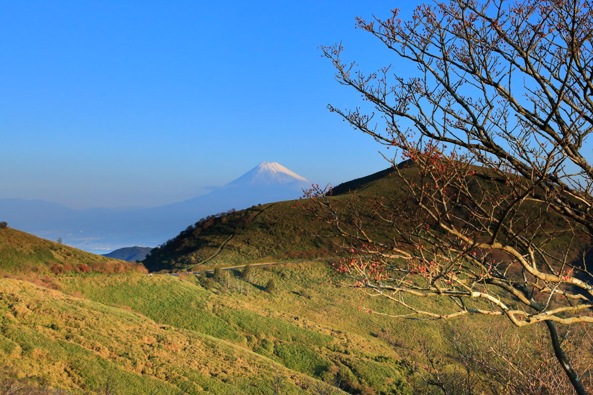 秋の伊豆半島の旅 西伊豆スカイライン 西天城高原までドライブ 21年11月5日 金 山とカメラと二人旅