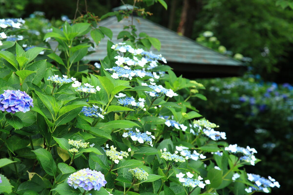 雨上がりの馬見丘陵公園 紫陽花 年6月12日 金 山とカメラと二人旅