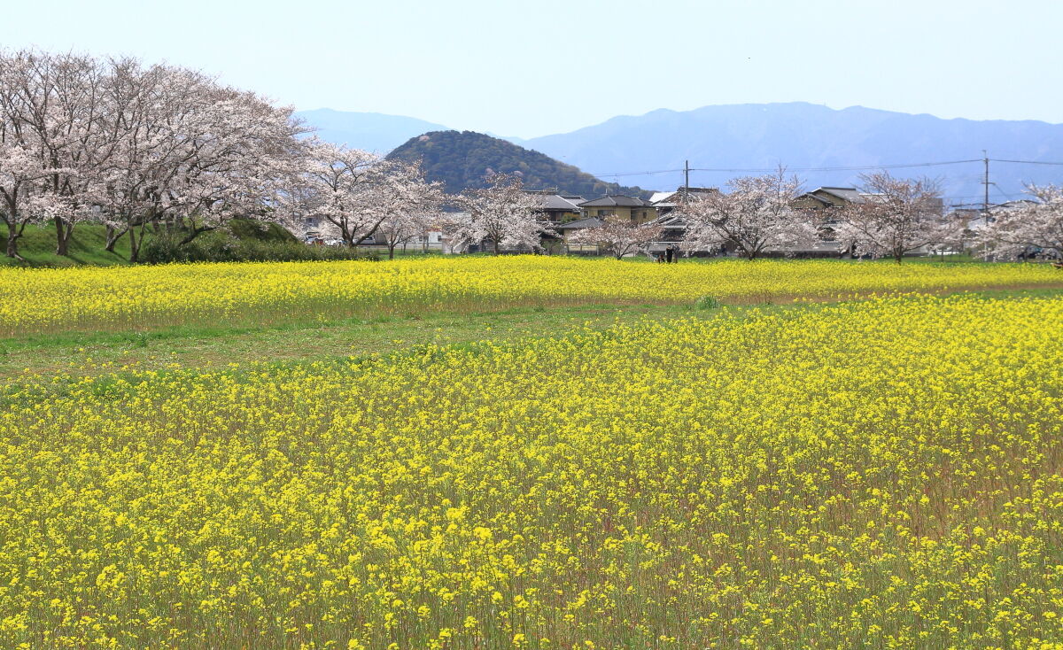 藤原京跡 菜の花畑と桜景 21年3月29日 月 山とカメラと二人旅 藤原京跡 菜の花畑と桜景 21年3月29日 月 山とカメラと二人旅