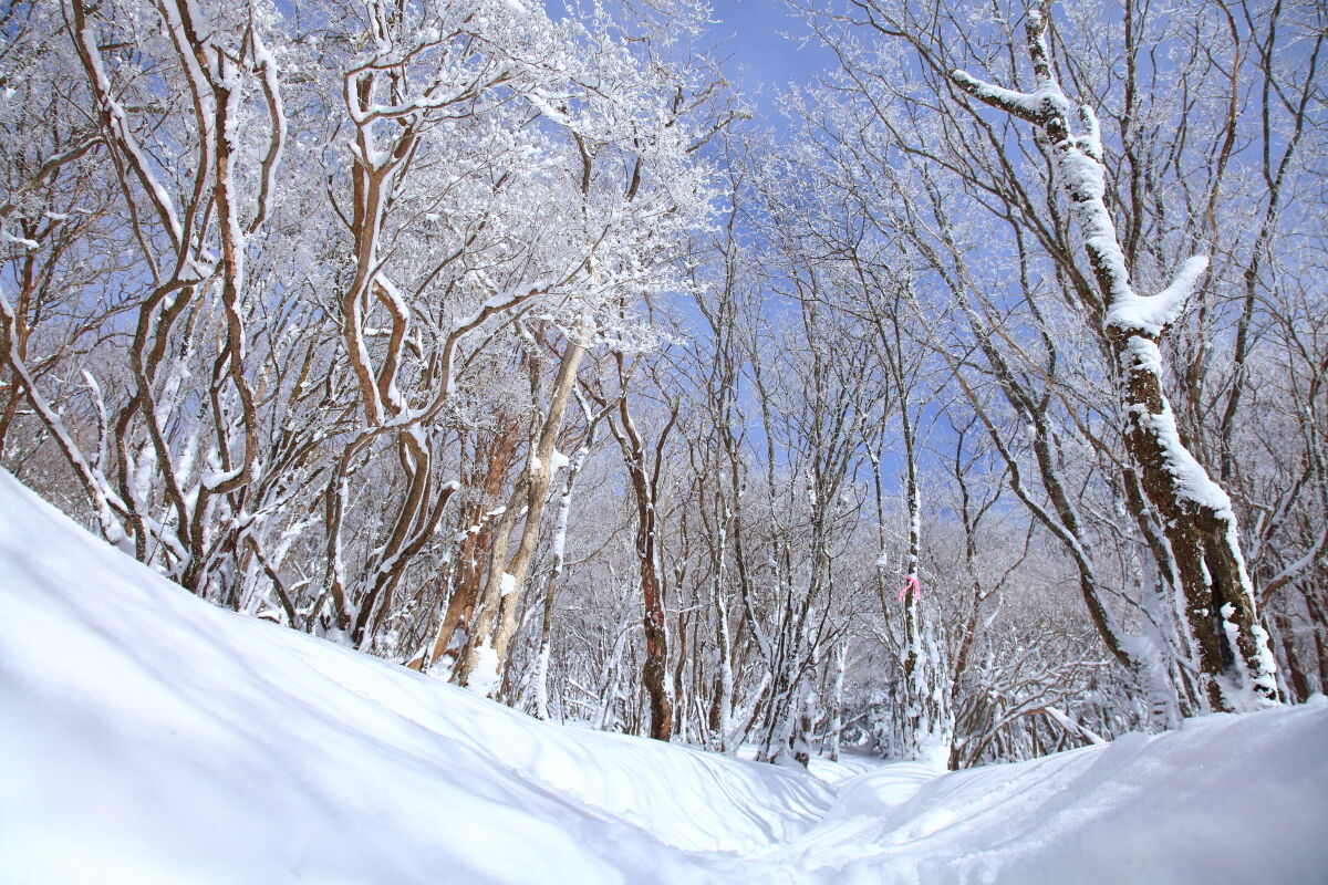 霧氷の三峰山 1235 4m 登山 21年2月19日 金 山とカメラと二人旅 霧氷の三峰山 1235 4m 登山 21年2月19日 金 山とカメラと二人旅
