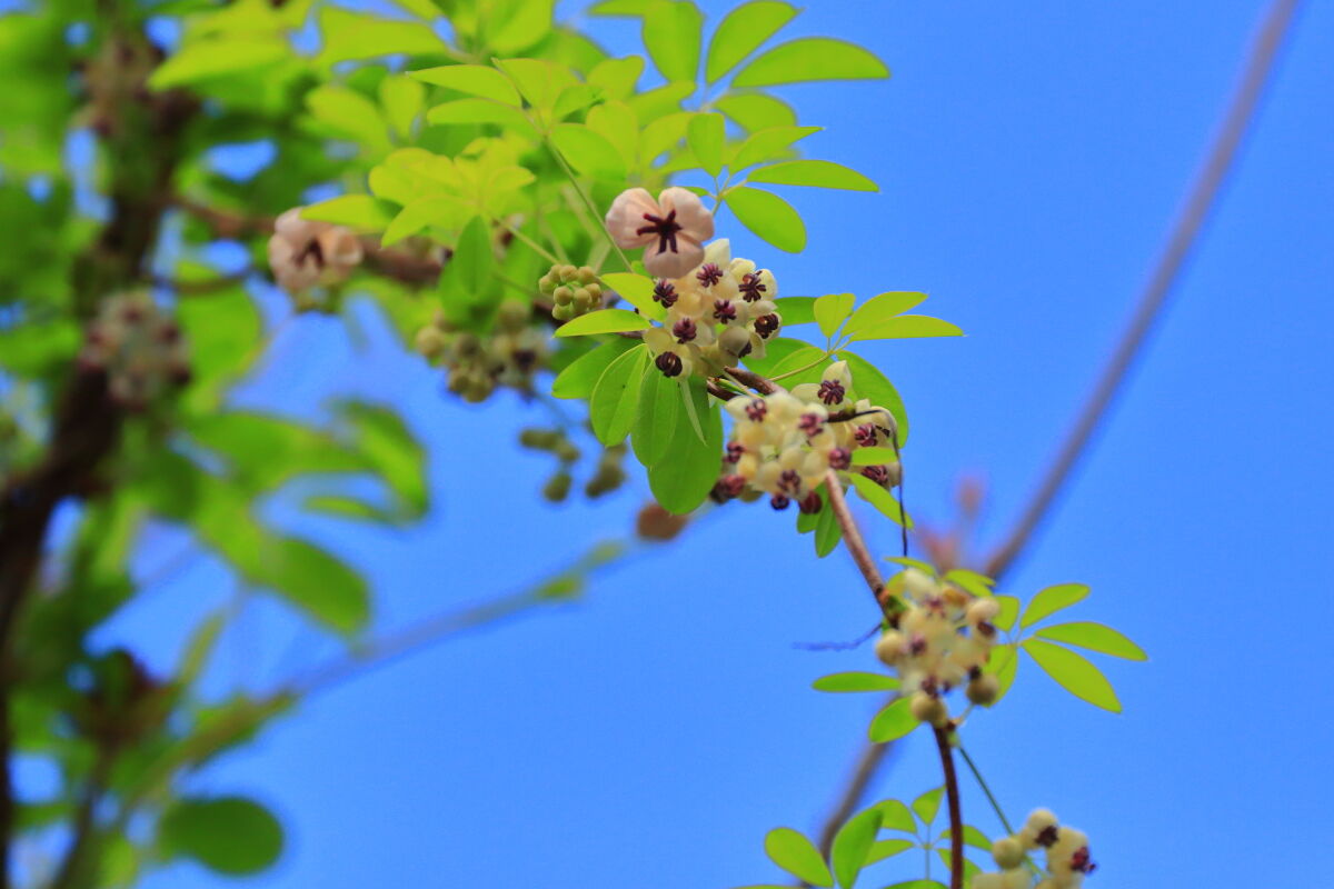 アケビの花 21年4月3日 土 山とカメラと二人旅