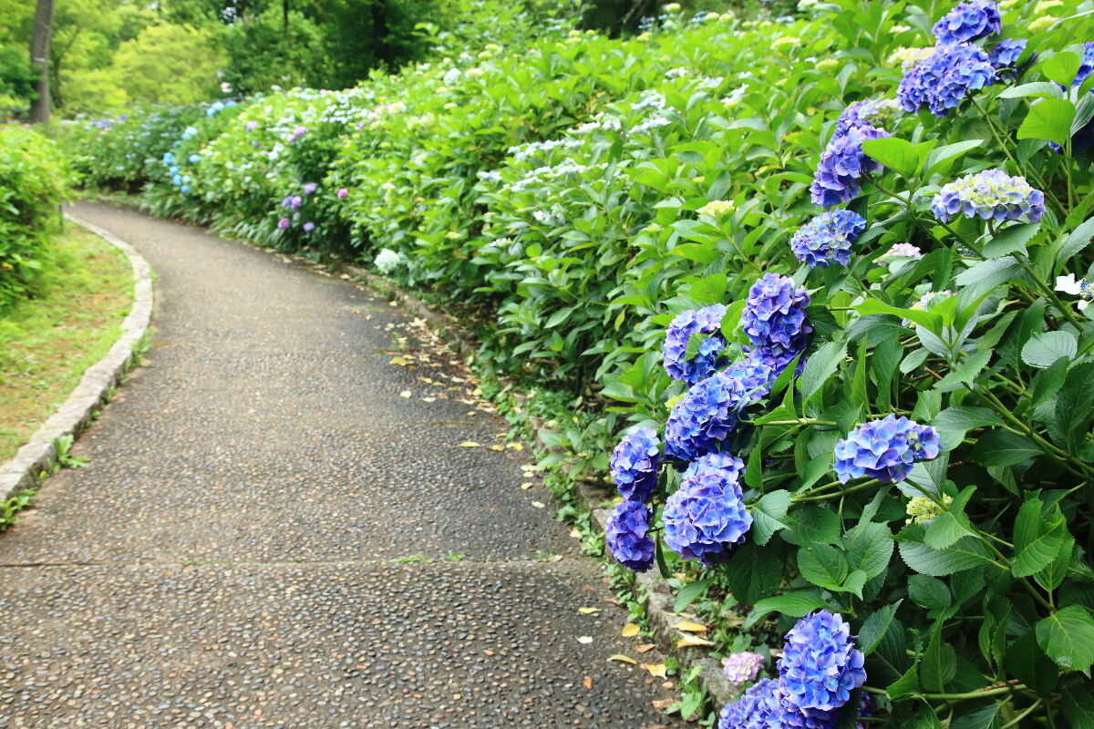 雨上がりの馬見丘陵公園 紫陽花 年6月12日 金 山とカメラと二人旅