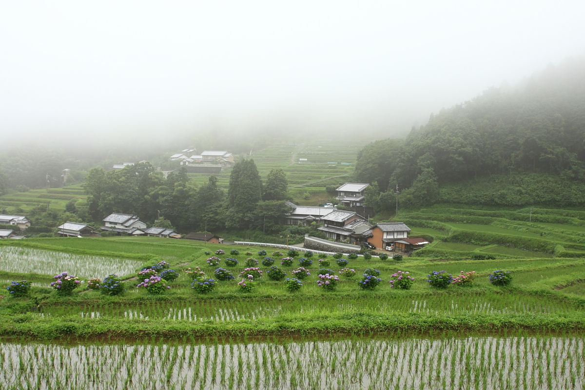 霧に包まれた明日香の棚田に咲く紫陽花 2016年6月29日 水 山とカメラと二人旅 霧に包まれた明日香の棚田に咲く紫陽花 2016年6月29日 水 山とカメラと二人旅