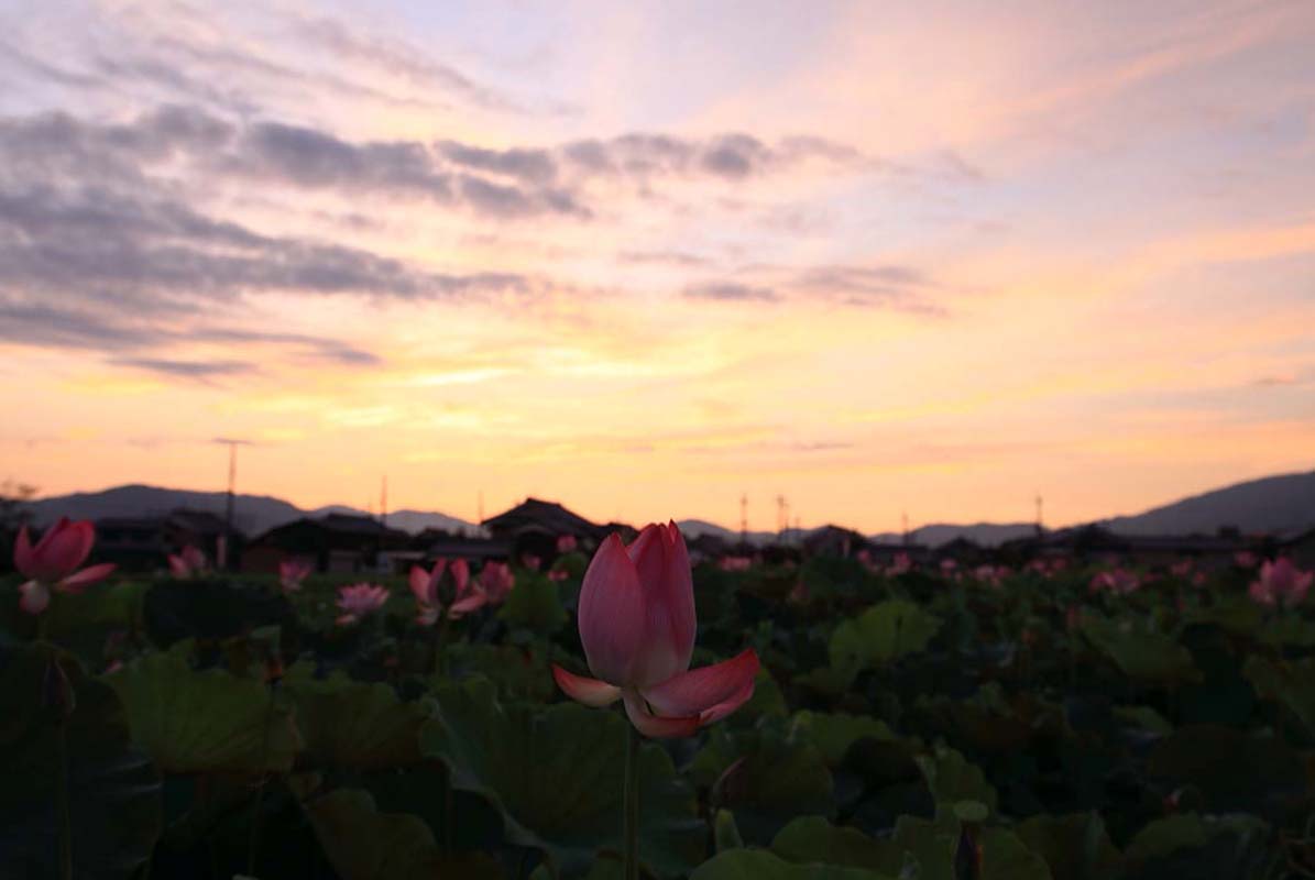 藤原京跡 蓮華 ２０１６年７月２９日 金 山とカメラと二人旅
