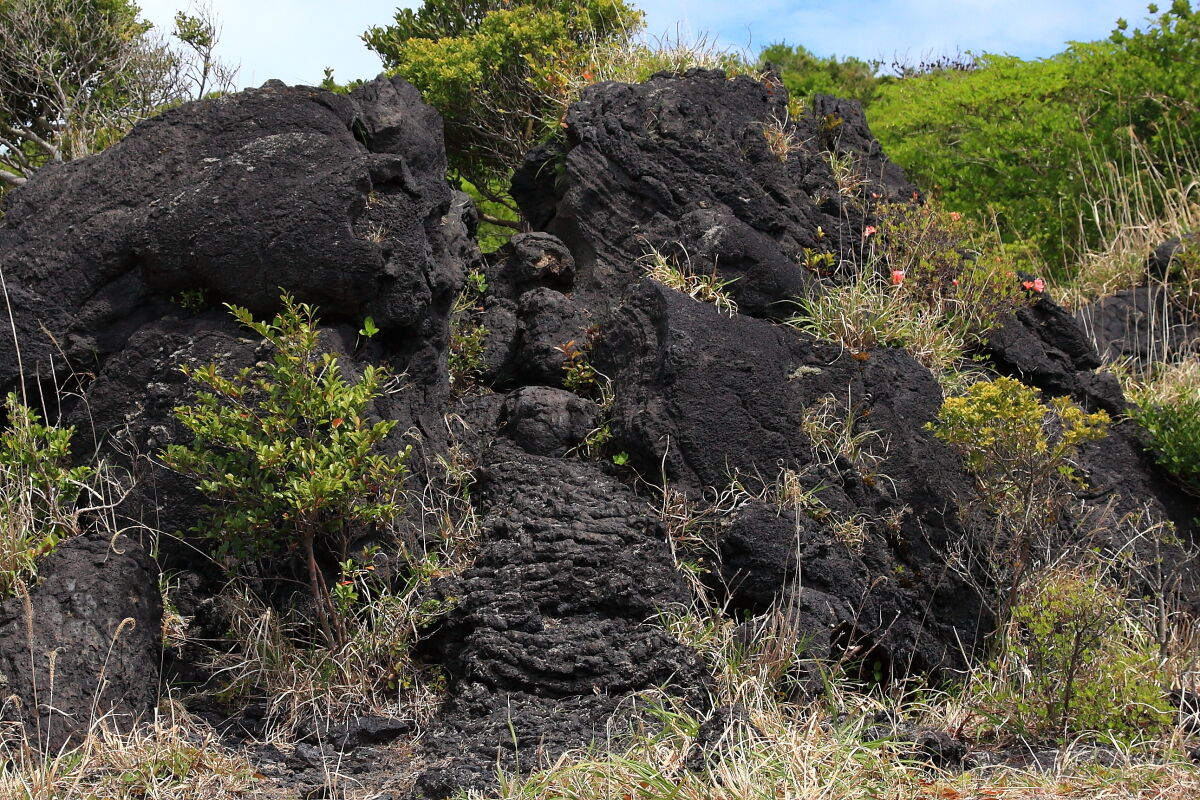 地球の鼓動を体感する 伊豆大島の旅 １日目 三原山登山 標高758m ２０２１年4月10日 土 山とカメラと二人旅