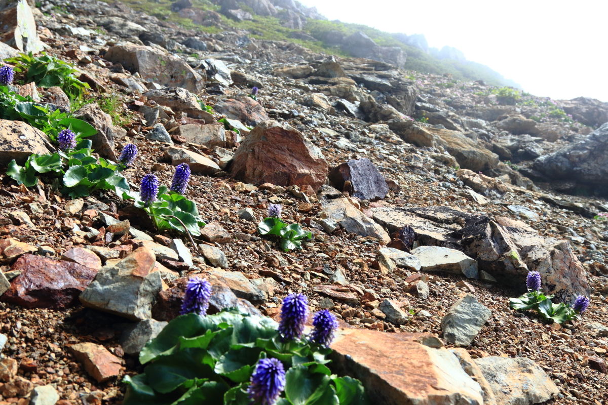 高山の花を訪ねて 白馬岳 ２９３２ ２ｍ 登山 旭岳から清水 しょうず 岳山頂手前まで ２０１９年７月１日午前 山とカメラと二人旅