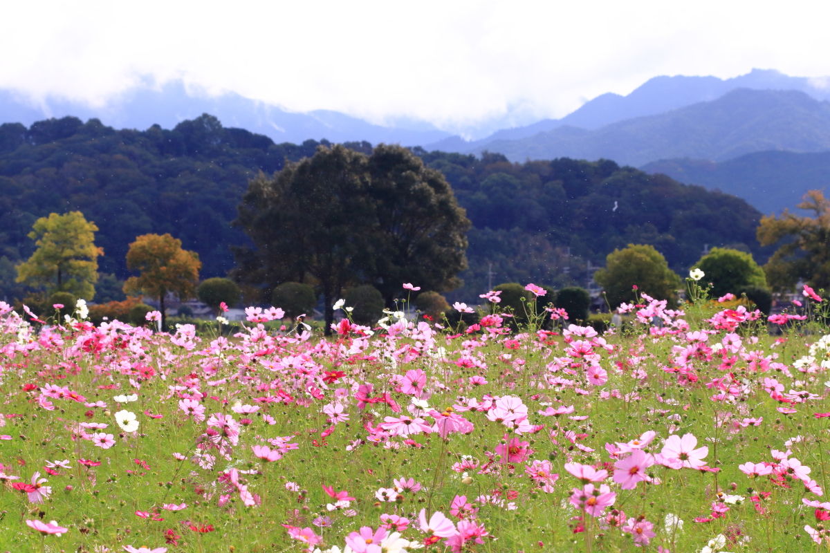 藤原京跡のコスモス畑 19年10月日 日 山とカメラと二人旅