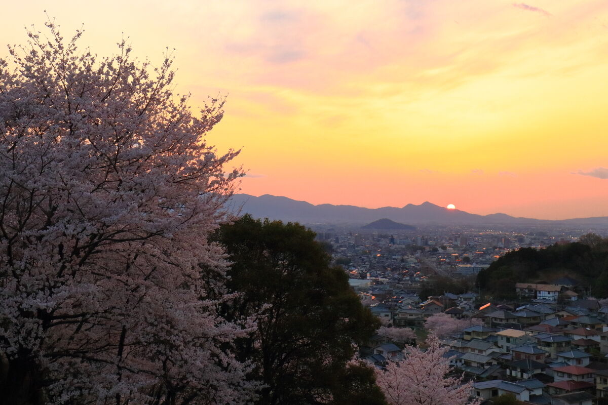 住宅地の桜と夕陽 ２０２０年4月2日 木 山とカメラと二人旅