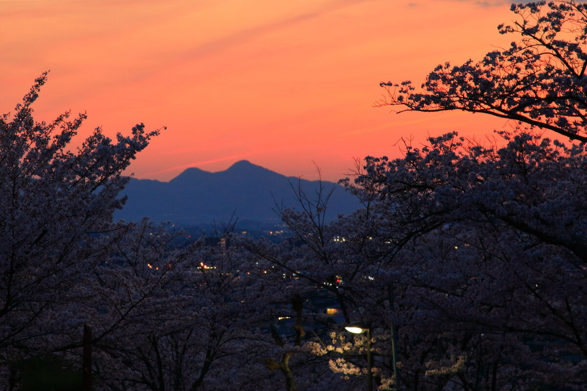 住宅地の桜と二上山 夕景 ２０２０年4月6日 月 山とカメラと二人旅