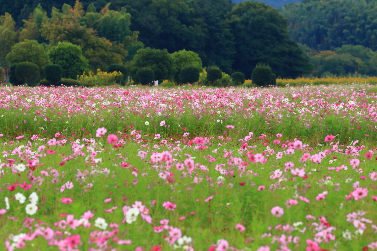 藤原京跡のコスモス畑 19年10月日 日 山とカメラと二人旅