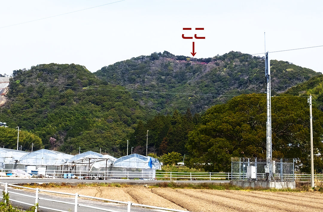 22-tsutsuji1