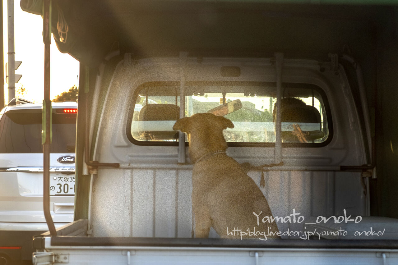 荷台の犬 土佐のいごっそう やまとおのこ