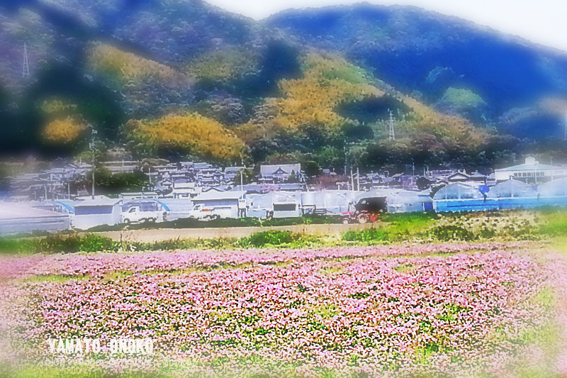 草いきれ 土佐のいごっそう やまとおのこ