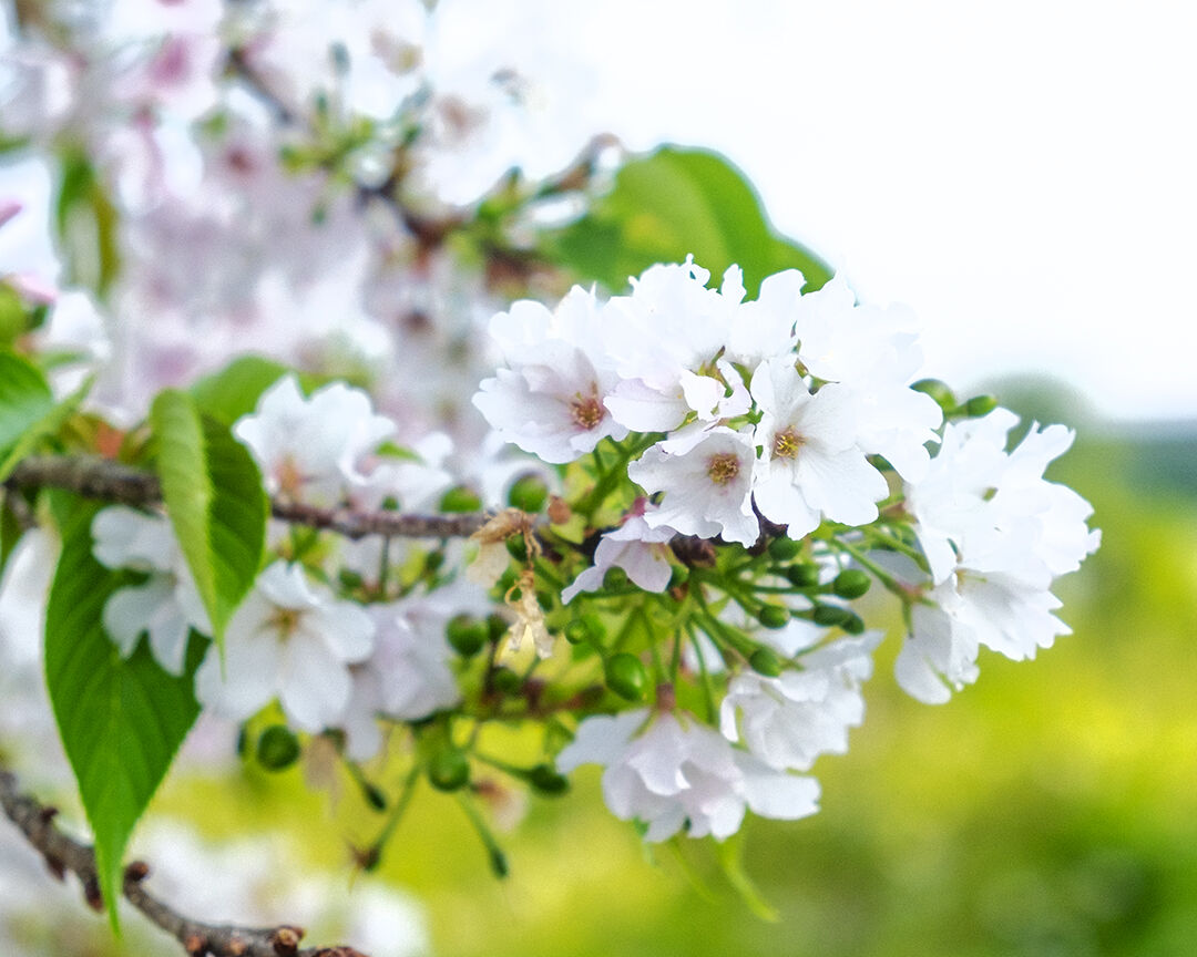 2-sakura