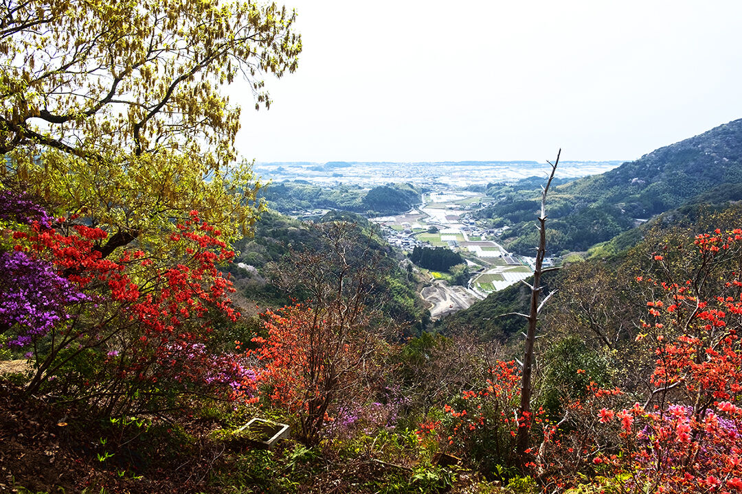 22-tsutsuji4