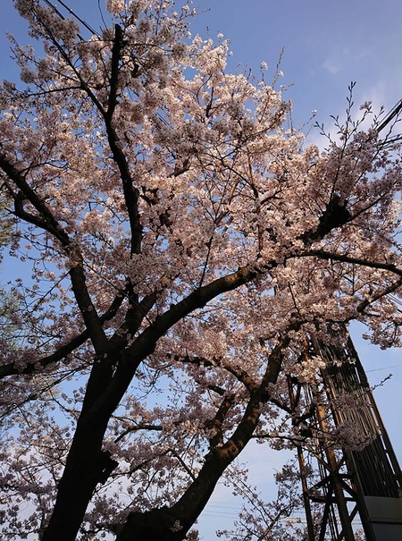 大和の桜2020