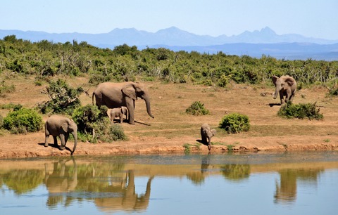 africa-animals-elephants-52717