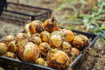 青果の収穫後の省人化は“はかる”から
