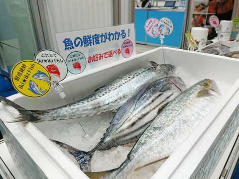 魚色補正済