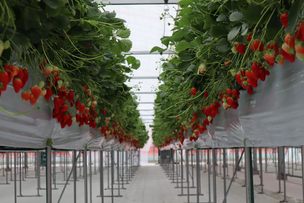 いちご☆様 N.エキスパ/ヤマト便 いちご☆様 N.エキスパ/ヤマト便 イラストいちご4P セパレート