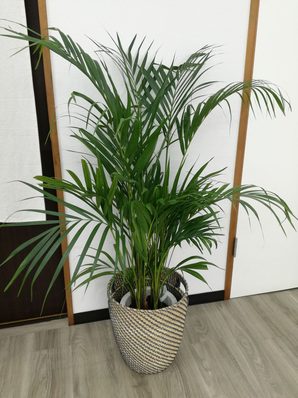 カインズで植物購入しました 人見知り不動産屋さんの奮闘記