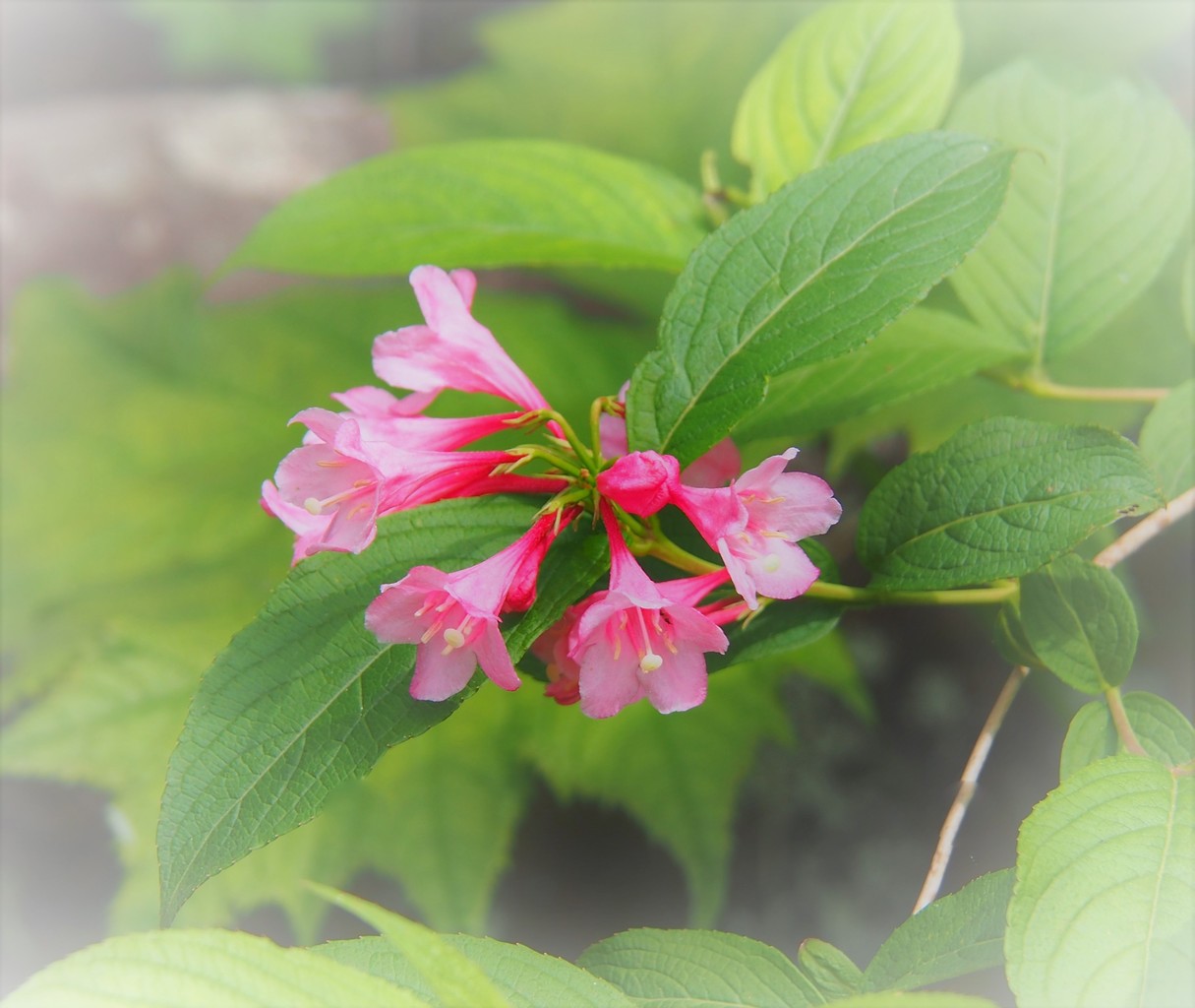 中島みゆき 愛から遠く離れて こんなつらいことが 北の山歩き