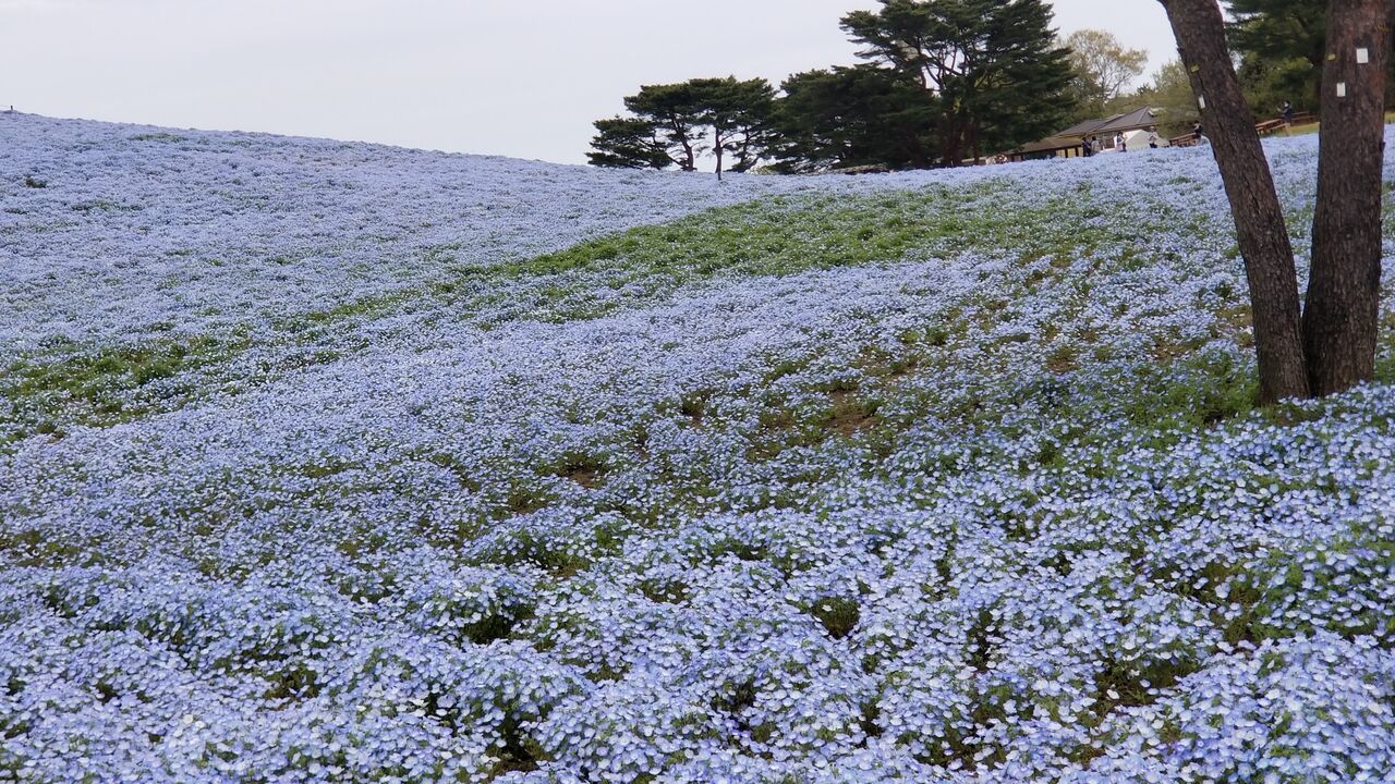 まつろわぬ神の正体は ぽろりの不思議な日常