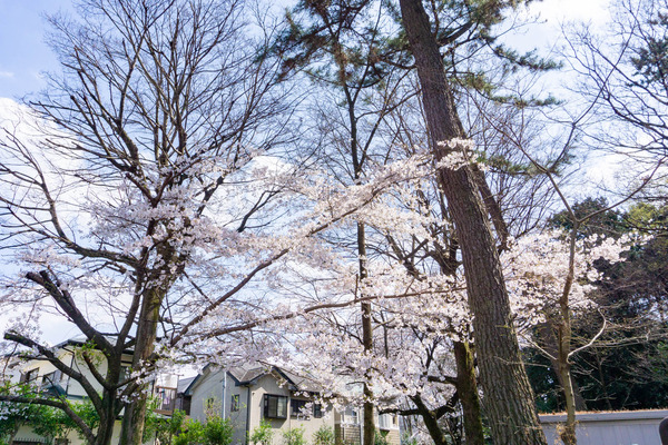 桜2-2303221