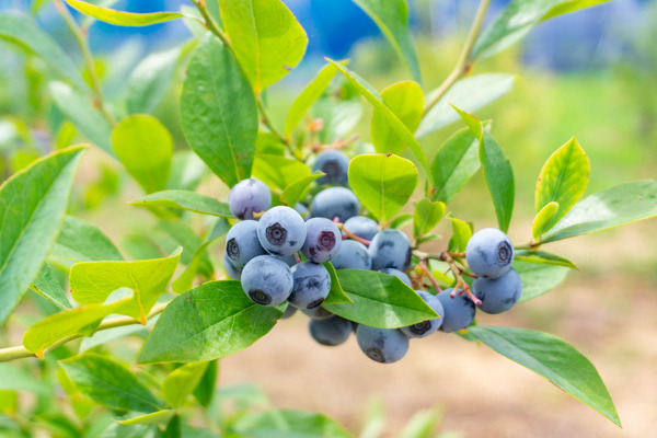 ブルーベリー-2208079