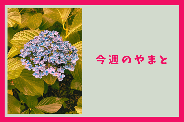 今週のもりかど・やまと
