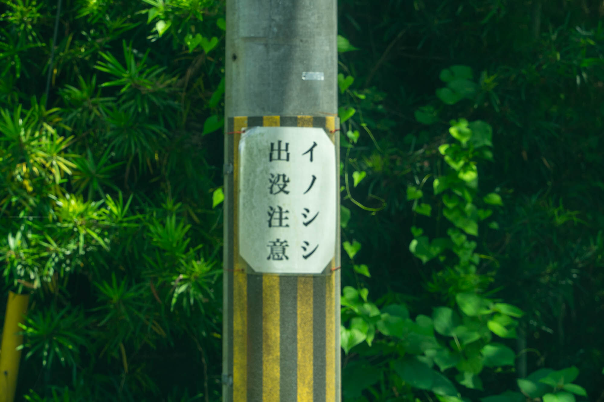 和歌山県に「林間田園都市」って大和っぽさすごい駅があるって知ってた?どんなとこか見てきた 大和とぴっくやまとぴ 和歌山県に「林間田園都市」って大和っぽさすごい駅があるって知ってた?どんなとこか見てきた 大和とぴっくやまとぴ
