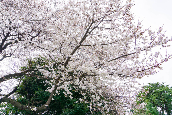 桜-2303213