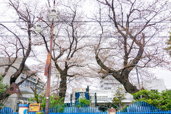 桜-2303215