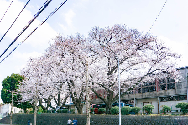 桜2-2303228