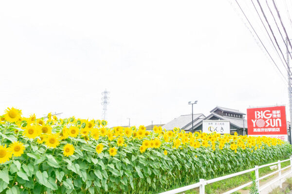座間市で「55万本のひまわりまつり」が開催されるみたい。8月14〜16日