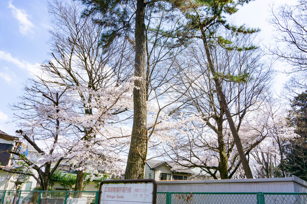桜2-2303222