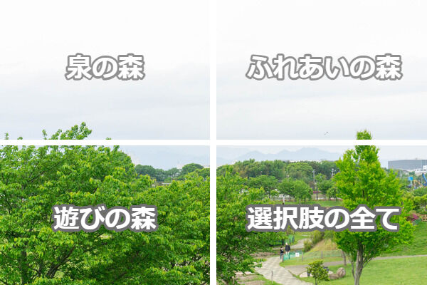 大和市の森クイズ